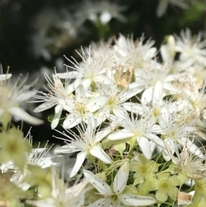 Calytrix tetragona at Bungonia, NSW - 31 Oct 2021