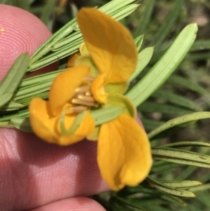 Senna aciphylla at Bungonia, NSW - 31 Oct 2021 11:45 AM