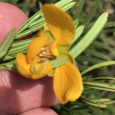 Senna aciphylla (Sprawling Cassia) at Bungonia, NSW - 31 Oct 2021 by Tapirlord