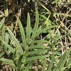 Senna aciphylla at Bungonia, NSW - 31 Oct 2021 11:45 AM