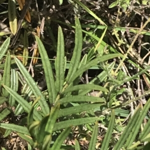 Senna aciphylla at Bungonia, NSW - 31 Oct 2021