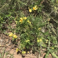 Senna aciphylla at Bungonia, NSW - 31 Oct 2021