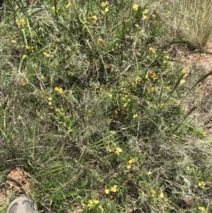 Senna aciphylla at Bungonia, NSW - 31 Oct 2021 11:45 AM