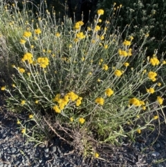 Chrysocephalum semipapposum (Clustered Everlasting) at Jerrabomberra, NSW - 31 Oct 2021 by SteveBorkowskis