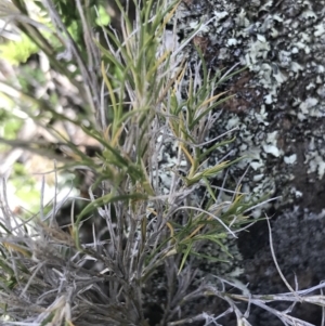 Scleranthus diander at Bungonia, NSW - 31 Oct 2021