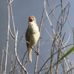 Acrocephalus australis at Parkes, ACT - 2 Nov 2021 09:25 AM