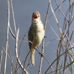 Acrocephalus australis at Parkes, ACT - 2 Nov 2021