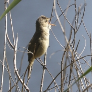 Acrocephalus australis at Parkes, ACT - 2 Nov 2021