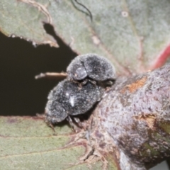 Coccinellidae (family) (Unidentified lady beetle) at Scullin, ACT - 31 Oct 2021 by AlisonMilton