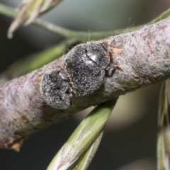 Coccinellidae (family) at Scullin, ACT - 31 Oct 2021