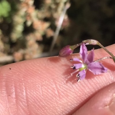 Arthropodium minus (Small Vanilla Lily) at Bungonia State Conservation Area - 31 Oct 2021 by Tapirlord