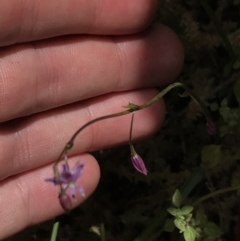 Arthropodium minus at Bungonia, NSW - 31 Oct 2021 11:47 AM