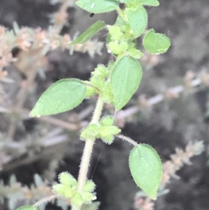 Parietaria debilis at Bungonia, NSW - 31 Oct 2021