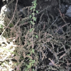 Parietaria debilis at Bungonia, NSW - 31 Oct 2021