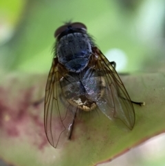 Calliphora stygia (Brown blowfly or Brown bomber) at QPRC LGA - 2 Nov 2021 by Steve_Bok