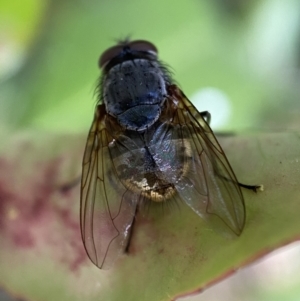 Calliphora stygia at Jerrabomberra, NSW - 2 Nov 2021