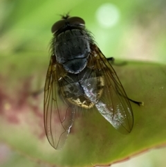 Calliphora stygia at Jerrabomberra, NSW - 2 Nov 2021