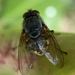 Calliphora stygia at Jerrabomberra, NSW - 2 Nov 2021