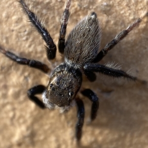 Maratus griseus at Jerrabomberra, NSW - suppressed