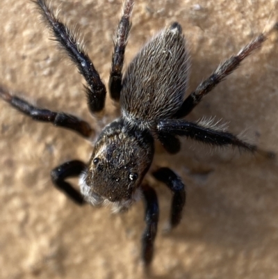 Maratus griseus (Jumping spider) at QPRC LGA - 2 Nov 2021 by Steve_Bok