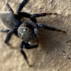 Maratus griseus at Jerrabomberra, NSW - 2 Nov 2021