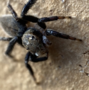 Maratus griseus at Jerrabomberra, NSW - suppressed