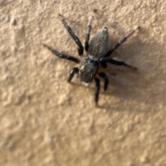 Maratus griseus at Jerrabomberra, NSW - suppressed