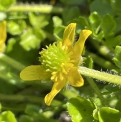 Ranunculus pimpinellifolius (Bog Buttercup) at Paddys River, ACT - 1 Nov 2021 by JaneR