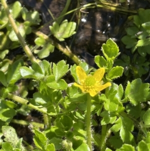 Ranunculus pimpinellifolius at Paddys River, ACT - 1 Nov 2021