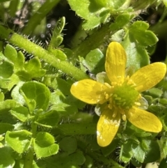 Ranunculus pimpinellifolius at Paddys River, ACT - 1 Nov 2021