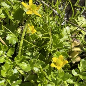 Ranunculus pimpinellifolius at Paddys River, ACT - 1 Nov 2021 04:31 PM