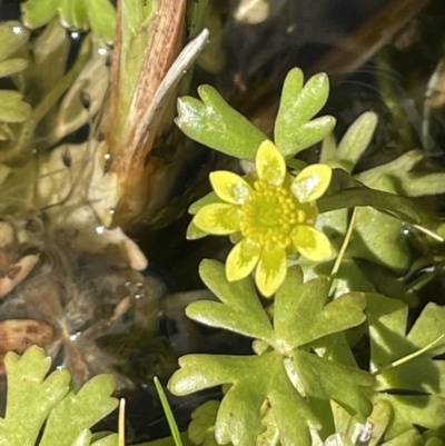 Ranunculus amphitrichus (Small River Buttercup) at Namadgi National Park - 1 Nov 2021 by JaneR