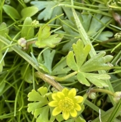 Ranunculus amphitrichus at Tennent, ACT - 1 Nov 2021 03:11 PM