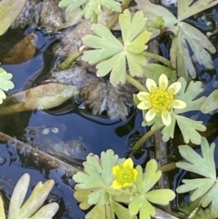 Ranunculus amphitrichus at Tennent, ACT - 1 Nov 2021 03:11 PM