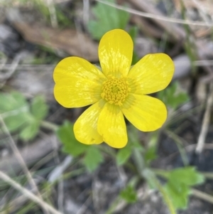 Ranunculus lappaceus at Cotter River, ACT - 1 Nov 2021 01:09 PM