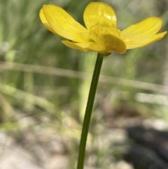 Ranunculus lappaceus at Cotter River, ACT - 1 Nov 2021