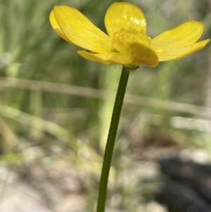 Ranunculus lappaceus at Cotter River, ACT - 1 Nov 2021