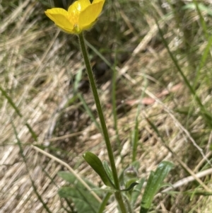 Ranunculus lappaceus at Cotter River, ACT - 1 Nov 2021