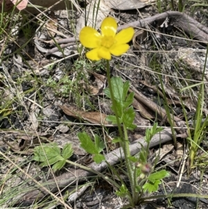 Ranunculus lappaceus at Cotter River, ACT - 1 Nov 2021 01:09 PM