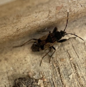 Euander lacertosus at Jerrabomberra, NSW - 2 Nov 2021