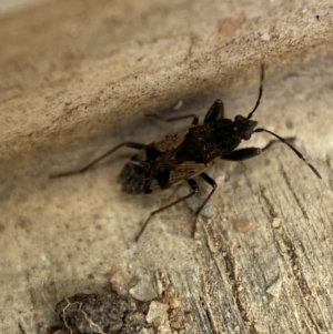 Euander lacertosus at Jerrabomberra, NSW - suppressed