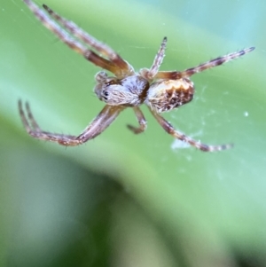 Araneinae (subfamily) at Jerrabomberra, NSW - suppressed