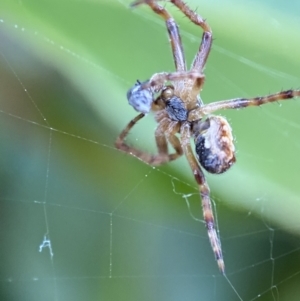 Araneinae (subfamily) at Jerrabomberra, NSW - suppressed