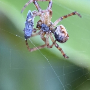 Araneinae (subfamily) at Jerrabomberra, NSW - suppressed