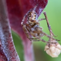 Araneinae (subfamily) at Jerrabomberra, NSW - suppressed