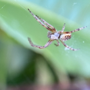 Araneinae (subfamily) at Jerrabomberra, NSW - suppressed