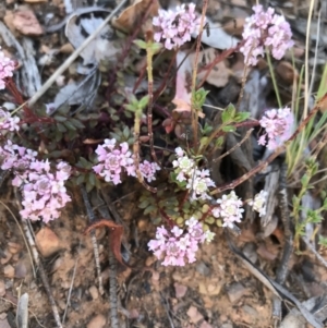 Poranthera microphylla at Cotter River, ACT - 2 Nov 2021