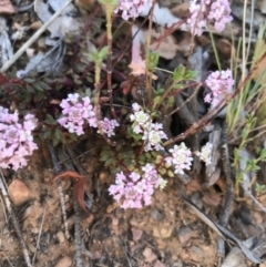 Poranthera microphylla at Cotter River, ACT - 2 Nov 2021 09:40 AM