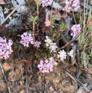 Poranthera microphylla at Cotter River, ACT - 2 Nov 2021