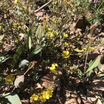 Hibbertia obtusifolia (Grey Guinea-flower) at Namadgi National Park - 1 Nov 2021 by BrianH